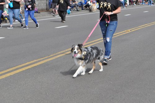 Hazel Dell Parade of Bands 2019